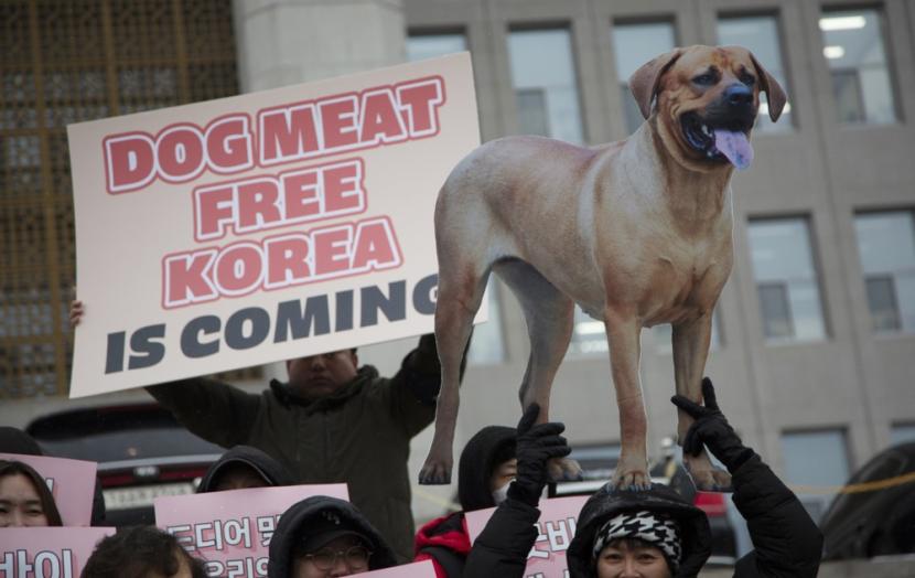 Korea Selatan Sahkan RUU Yang Larang Konsumsi Daging Anjing