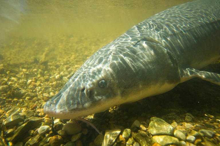 Michigan's 2024 Black Lake sturgeon fishing season starts Feb. 3 What