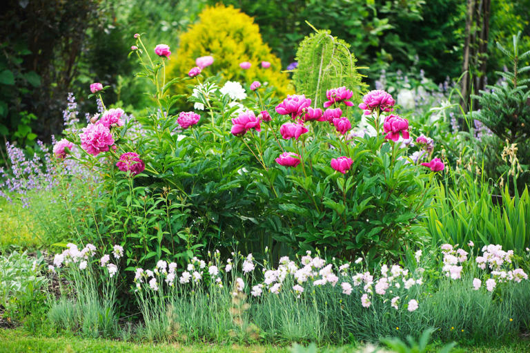 Gardening Pros Have Named These Favorites the Flower and Plant of the Year