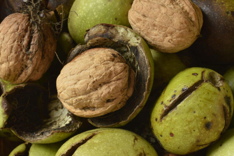 From harvest to hair dye. How to save money with versatile walnuts this