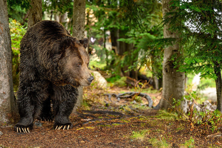 The group claims to be protecting grizzlies and other large carnivores by buying up exclusive guiding rights in huge portions of British Columbia.