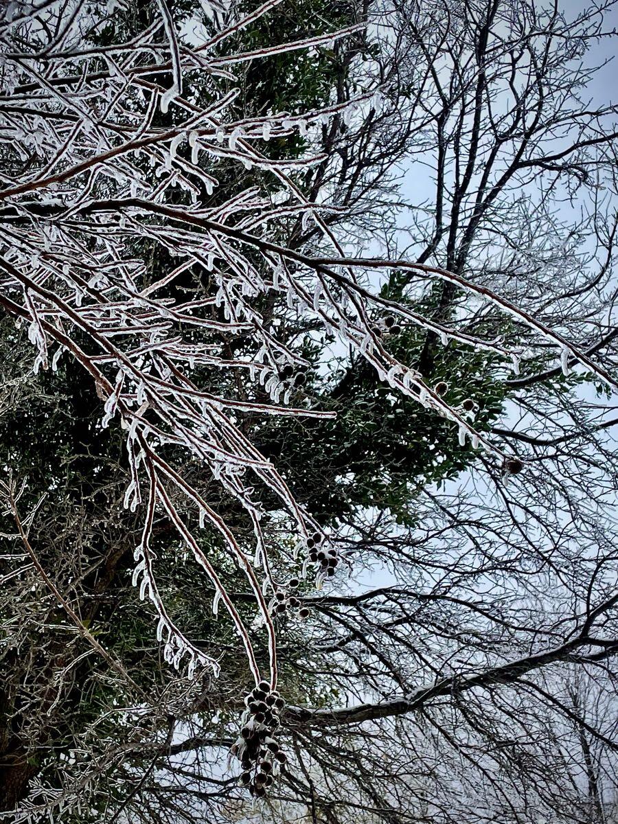 Sparkling Sentinels: "Last Winter's Icy Touch Transformed Our ...