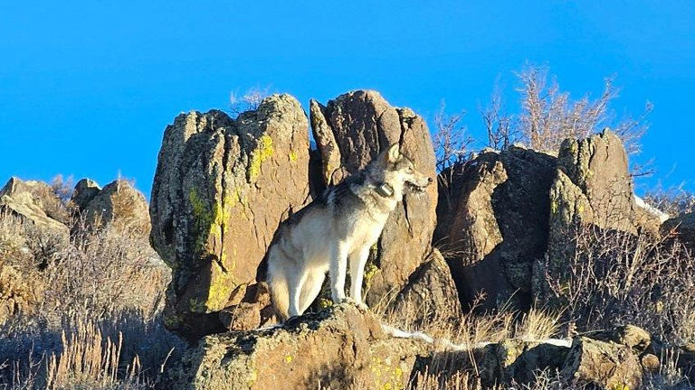 CPW’s first gray wolf map update showing movement in Moffat, Routt counties