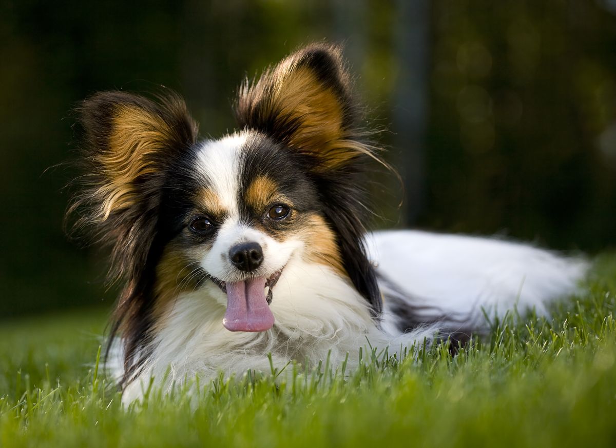 14) Papillon