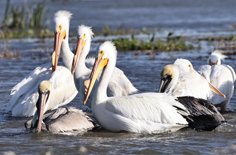 Why the American White Pelican is on the Louisiana state flag