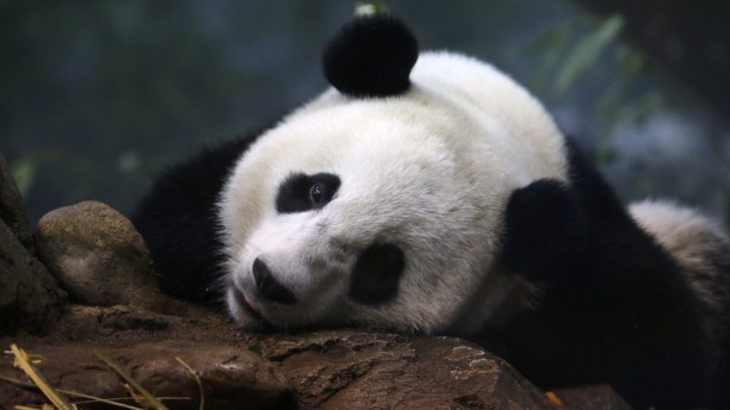 China Suggests Giant Pandas Could Return To US By End Of 2024   AA1mJ4te.img