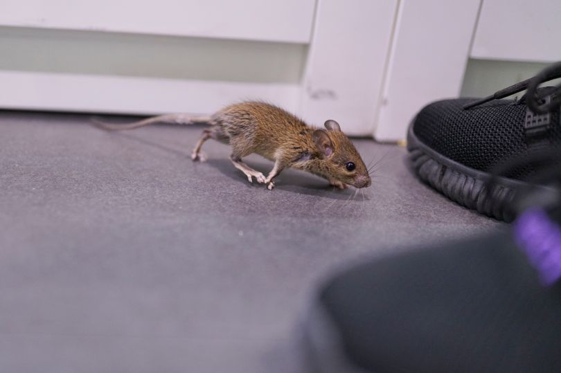 Easy ways to keep rats and mice away from your home as rodent season begins