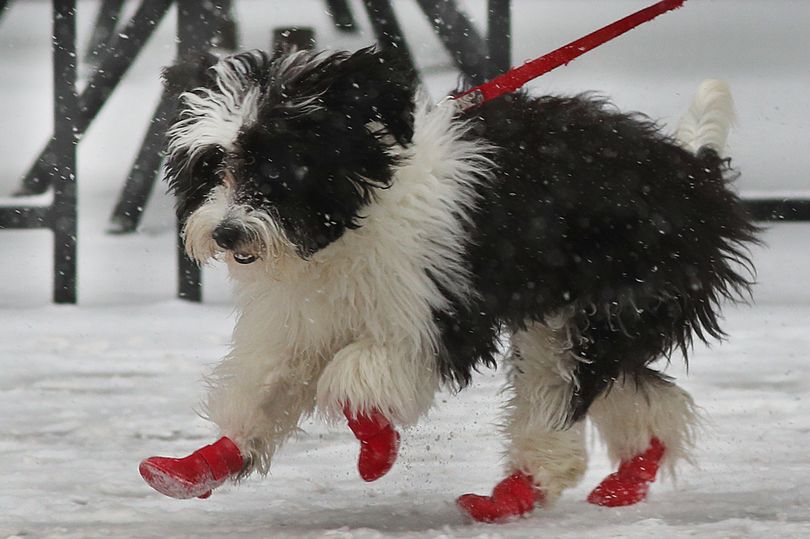 Vet issues warning over putting boots on your dog in cold weather