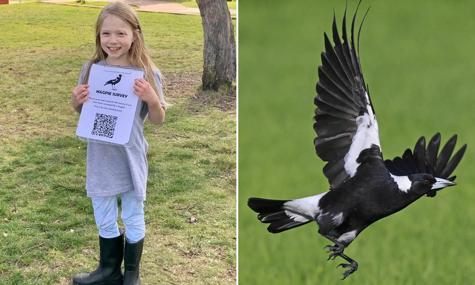 These Are The Four Things About You That Make Magpies Swoop As Aussie Schoolgirl Wins Awards 5672
