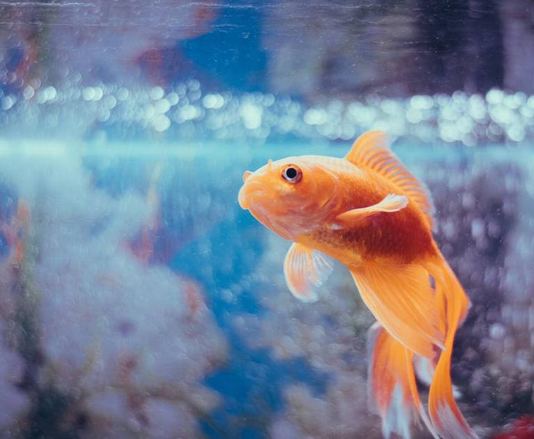 Exploring pet fish behavior: insights and understanding