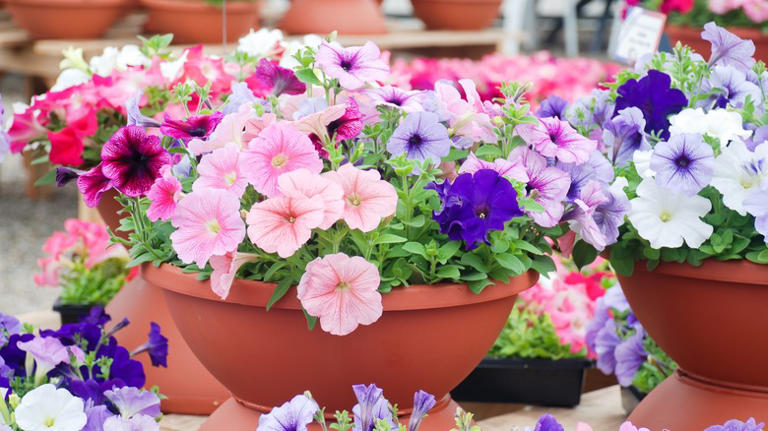 The Stunning Flower You Should Plant Near Geraniums For Extra Color