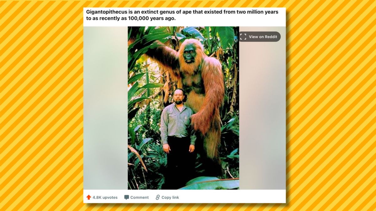 fact check: meet gigantopithecus, the largest ape ever known to live