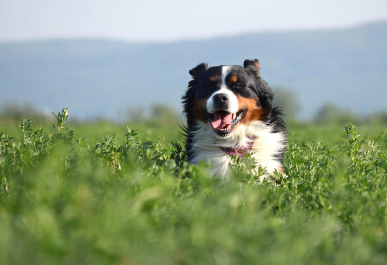 Why Do Bernese Mountain Dogs Have a Short Lifespan?