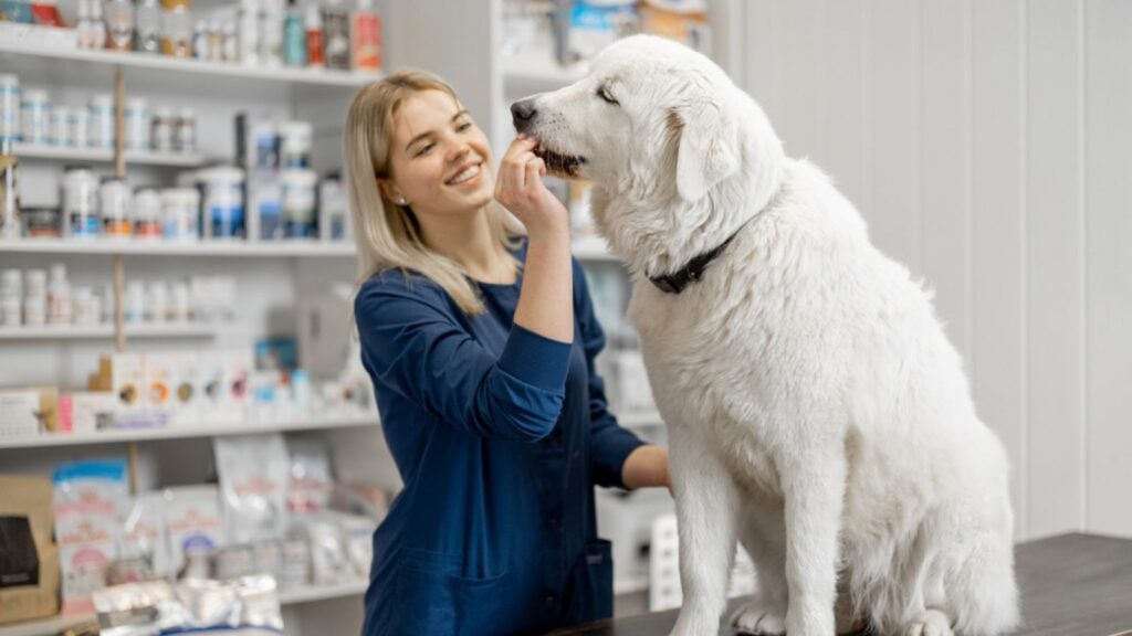 <p>Despite the joy they bring, furry or feathered friends come with their own maladies and affiliations, just like the rest of us. </p><p>Despite pets generally being diminutive, vet fees, medicines, and insurance can be supersized. Once you consider the proliferation of designer pets with congenital defects and the fact that our pets cannot actually tell us what is wrong with them, expensive medical bills for our pets become an inevitability.  </p>