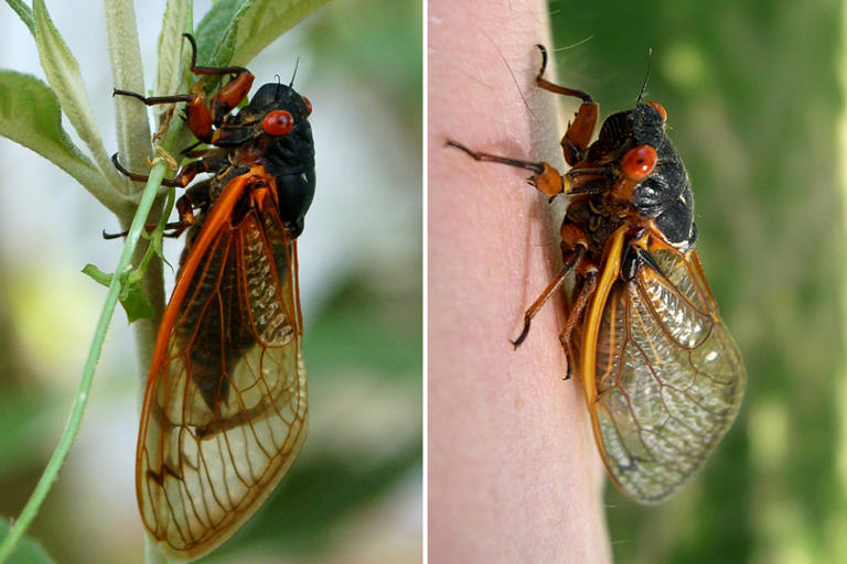 Cicadas Are Coming In 2024 in a Rare ‘Double Brood.’ Here Are the 15