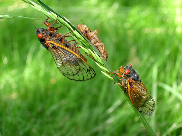 Cicadas Are Coming In 2024 in a Rare ‘Double Brood.’ Here Are the 15