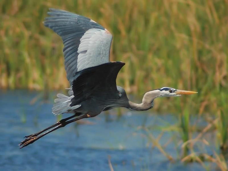 Amazing Bird-watching Destinations In The U.s.