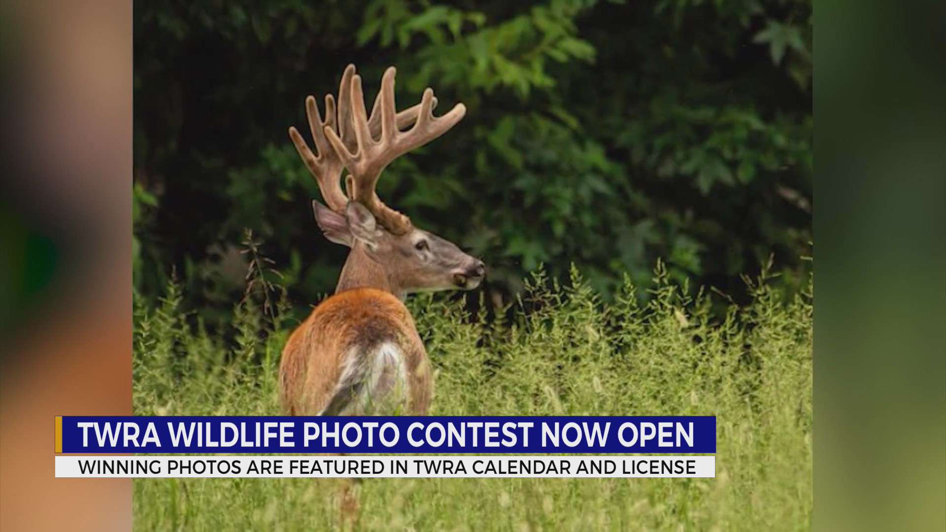 TWRA accepting wildlife photos for calendar contest