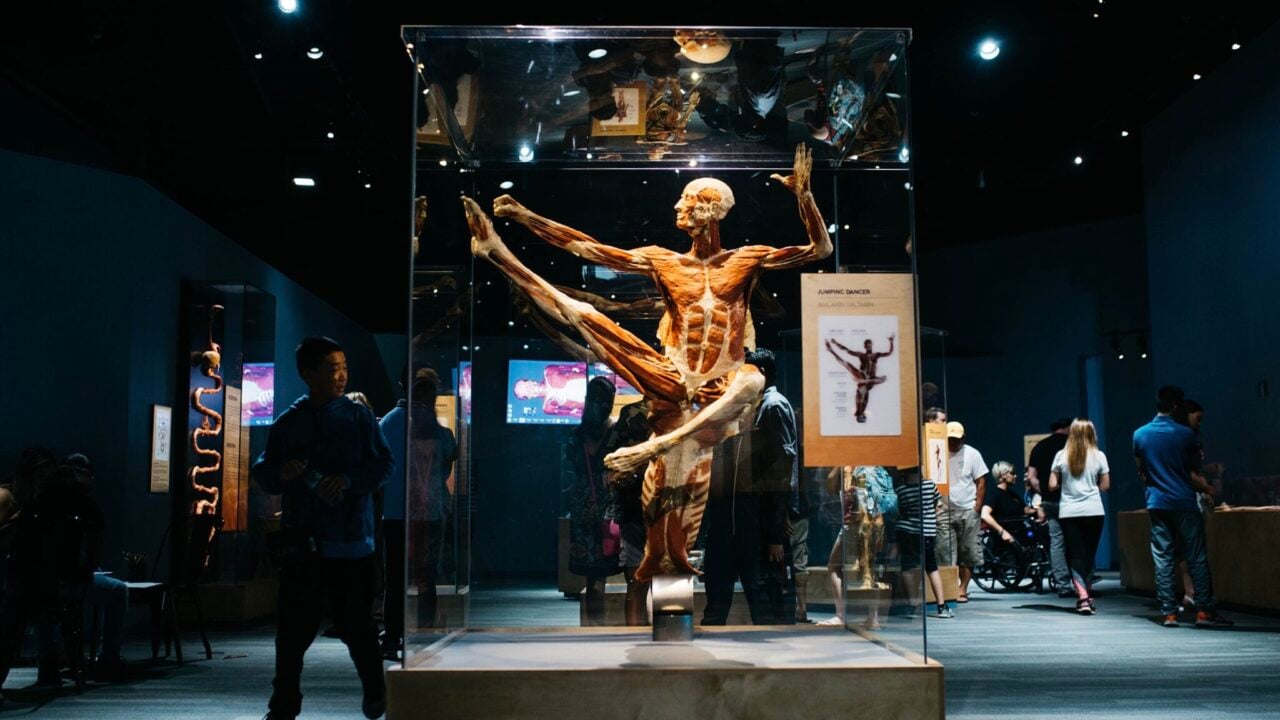 <p>This one is not for those with weak stomachs. Body Worlds is a unique and educational exhibit whose main attraction is the human body. You can find everything you ever wanted to know about our bodies here. The exhibit was created by Dr. Gunther Von Hagens in 1995. The exhibit is world-famous and has been displayed in over 100 European cities, but its permanent residence remains in Amsterdam.</p>