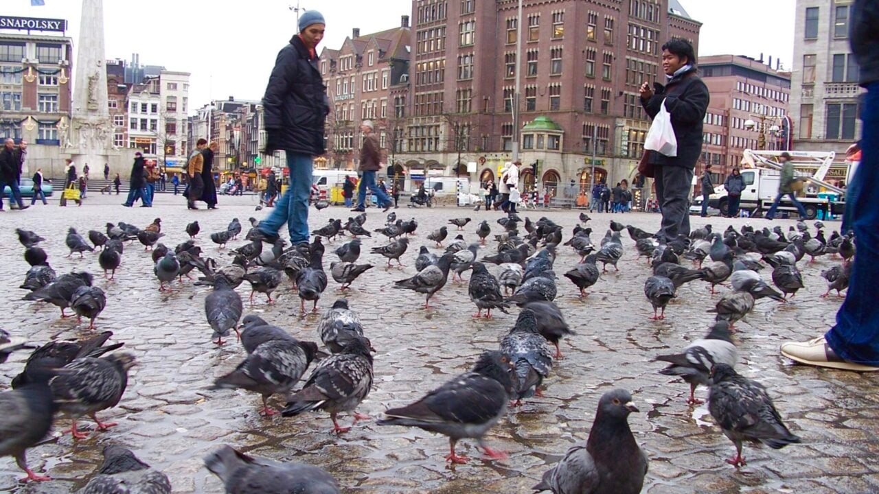 <p>The Dam Square, or simply Dam, as the locals call it, is a historic city center. It is famous for its hand-fed pigeons. It is the city center, literally and figuratively speaking, since most local attractions like Red Light District, Madame Tussaud’s, and the Royal Palace are near the Dam.</p><p><strong>More from Wealth of Geeks</strong></p><ul> <li><a href="https://www.wealthofgeeks.com/things-to-do-in-barcelona">The Best Things to Do on Your Visit to Barcelona</a></li> <li><a href="https://www.wealthofgeeks.com/things-to-do-in-paris">15 Things You Must Do in Paris</a></li> </ul>