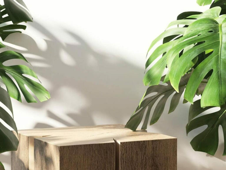 10 Common Reasons for Drooping Monstera Plants