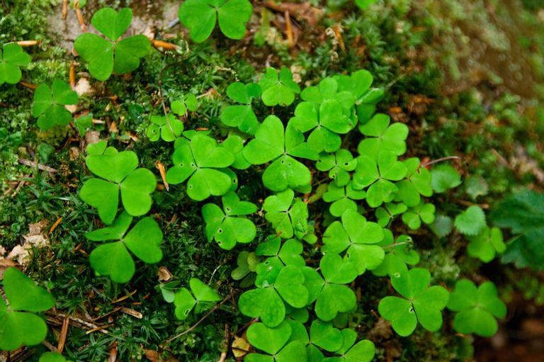 The difference between a shamrock and a clover and why people get confused