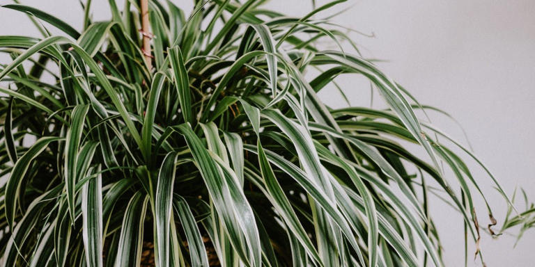 Historical Foliage: Growing 9 of the Oldest Houseplants Indoors