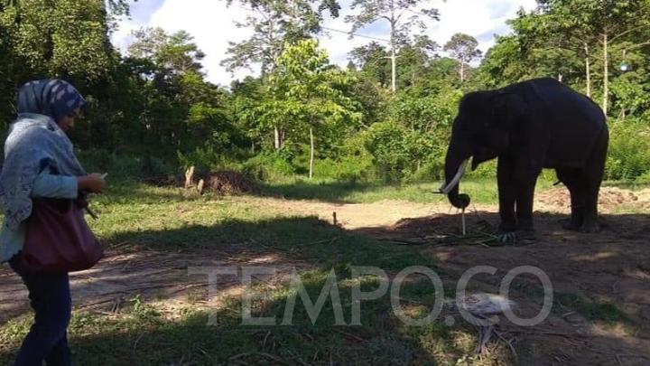 jelajah taman nasional bukit barisan selatan, mengenal anggrek bulan hingga gajah sumatra