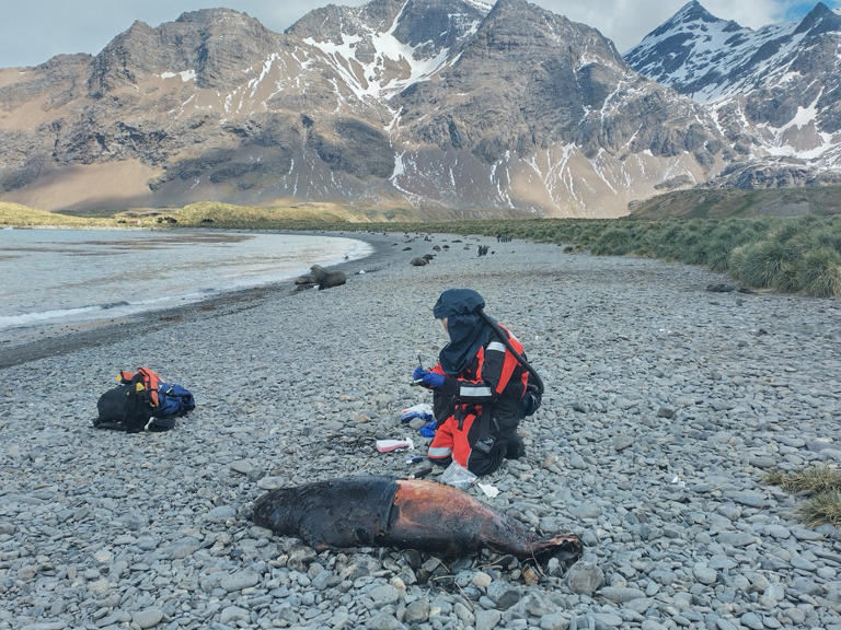 Mass deaths among elephant seals as bird flu detected in mammals near