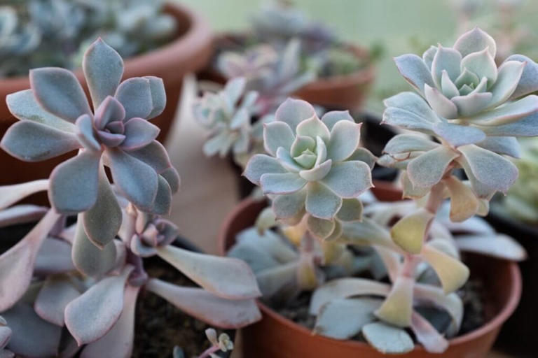 9 Best Plants To Complement Blue Décor In The Home