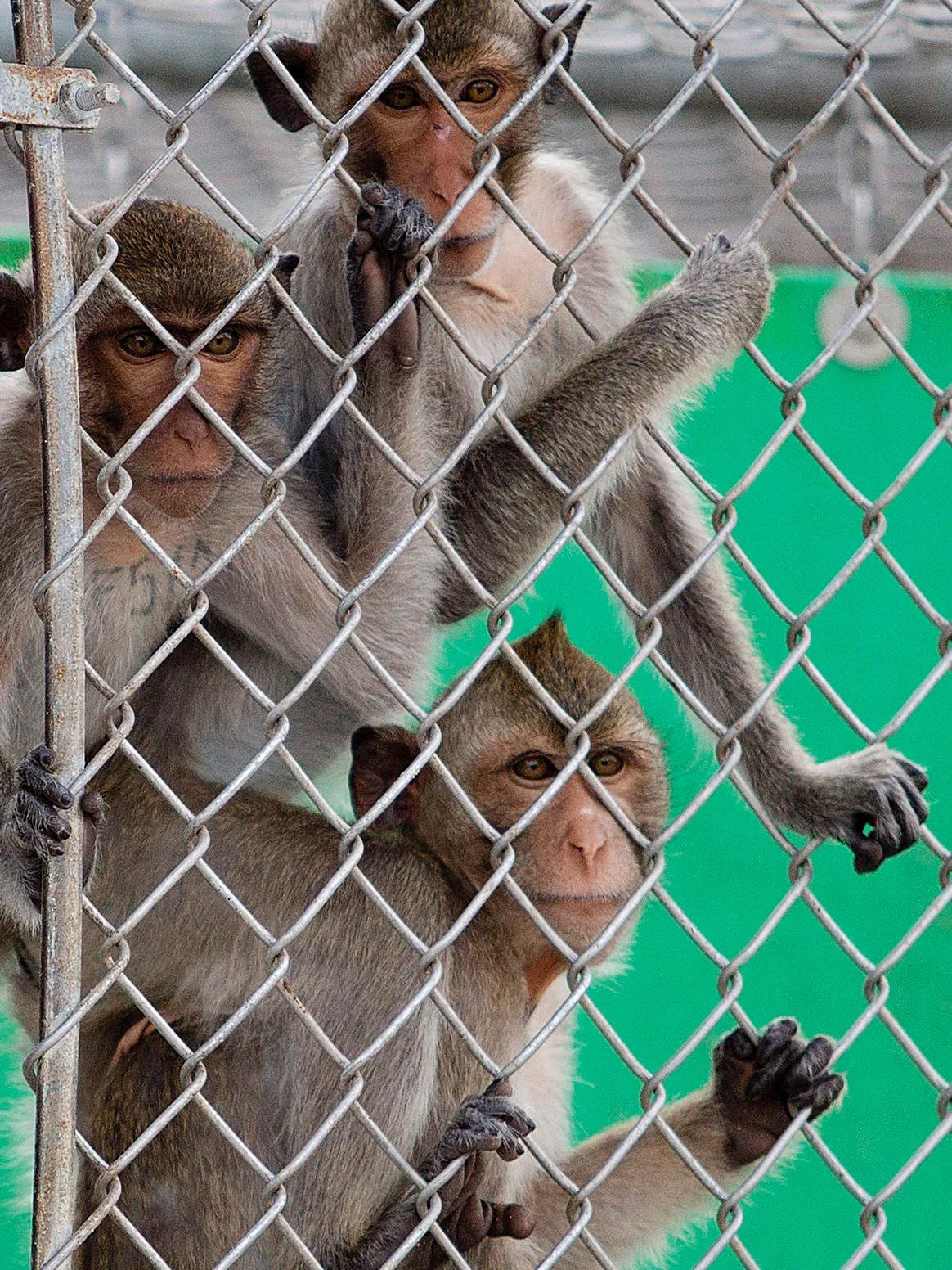 small town residents unite to fight a common enemy: a huge monkey farm