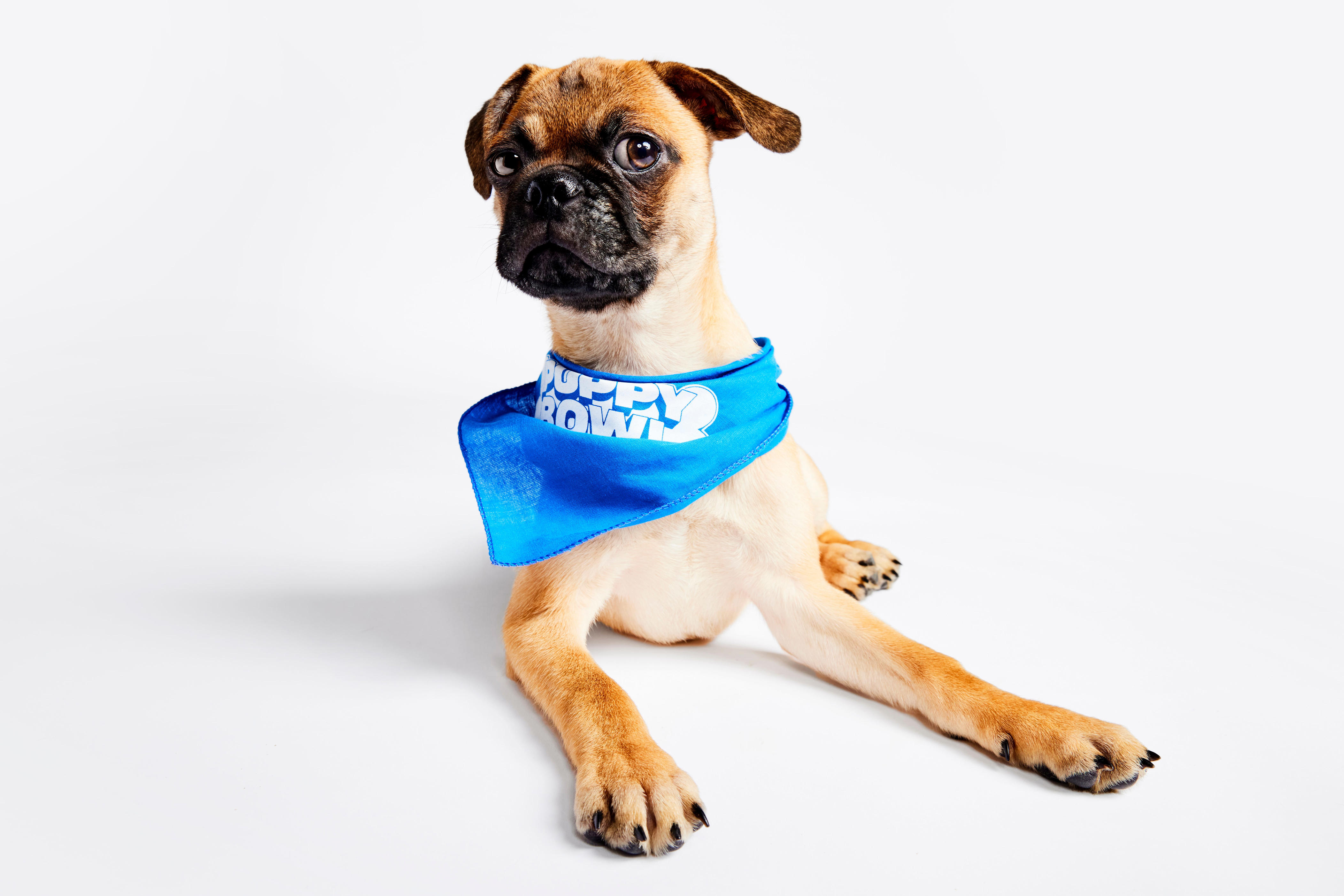 The Puppy Bowl is (almost) here: See the roster of dogs competing in 2024