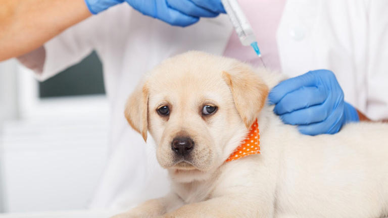 how-much-do-dog-vaccinations-cost