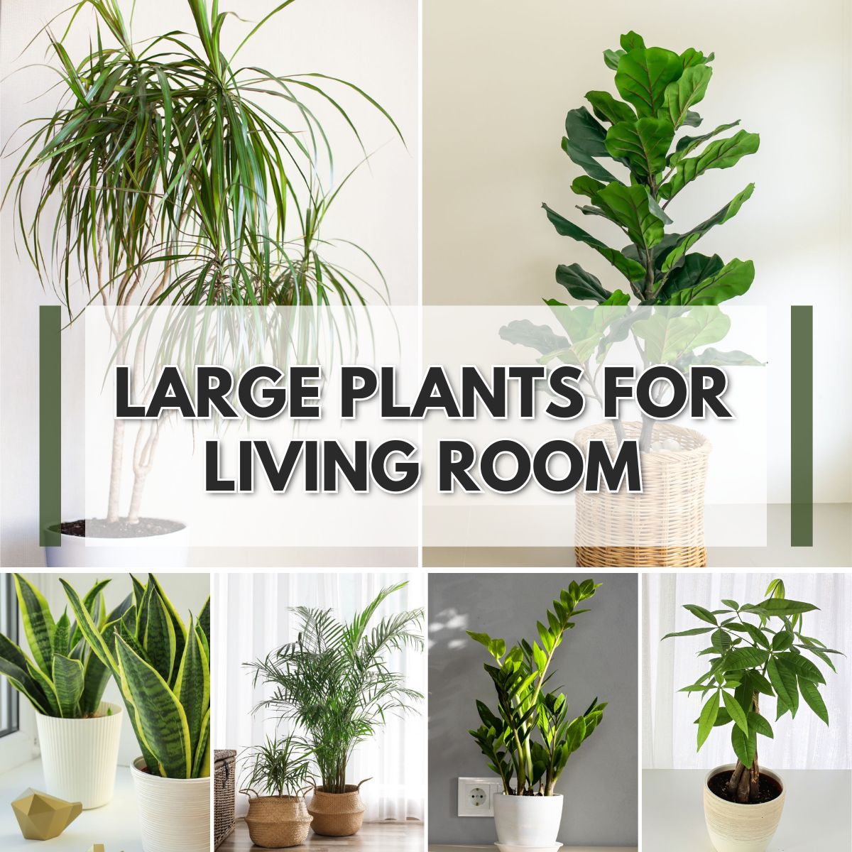 8 Best Large Plants For Living Room   AA1mO7iS.img