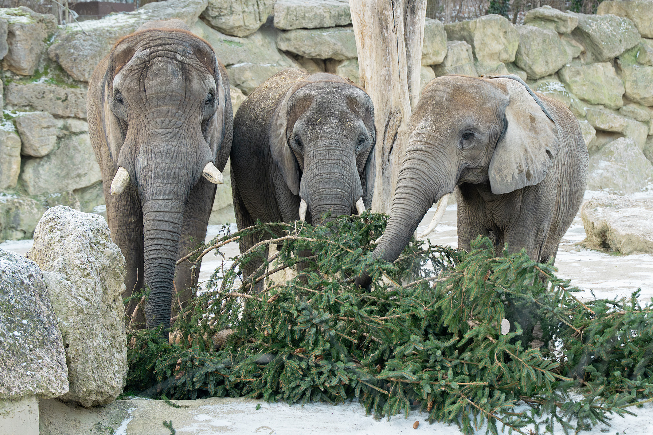 schönbrunn: wiens elefanten freuen sich über servierten christbaum