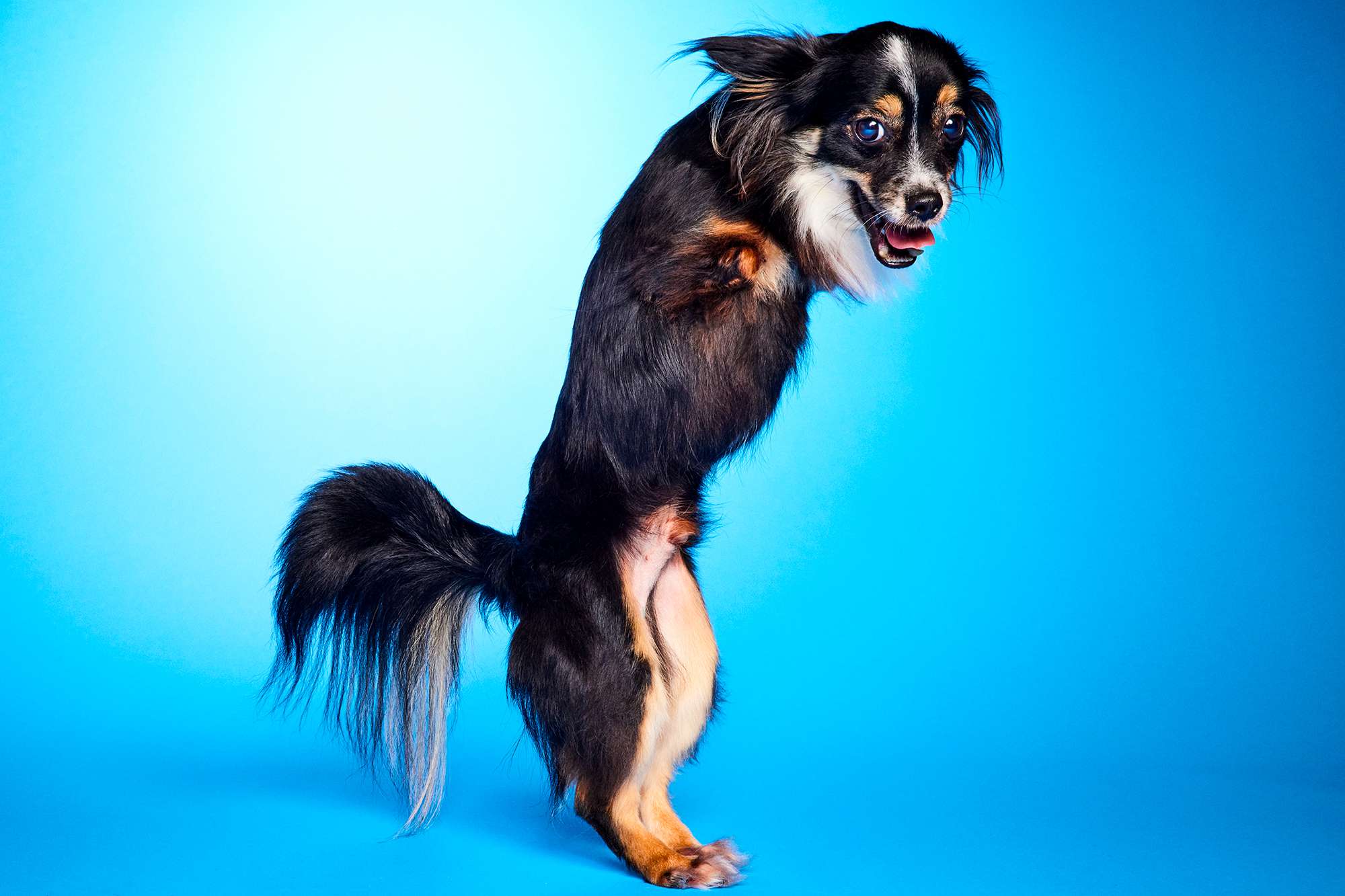 Meet The Dogs With Special Needs Competing In Puppy Bowl 2024 The   AA1mOCF0.img