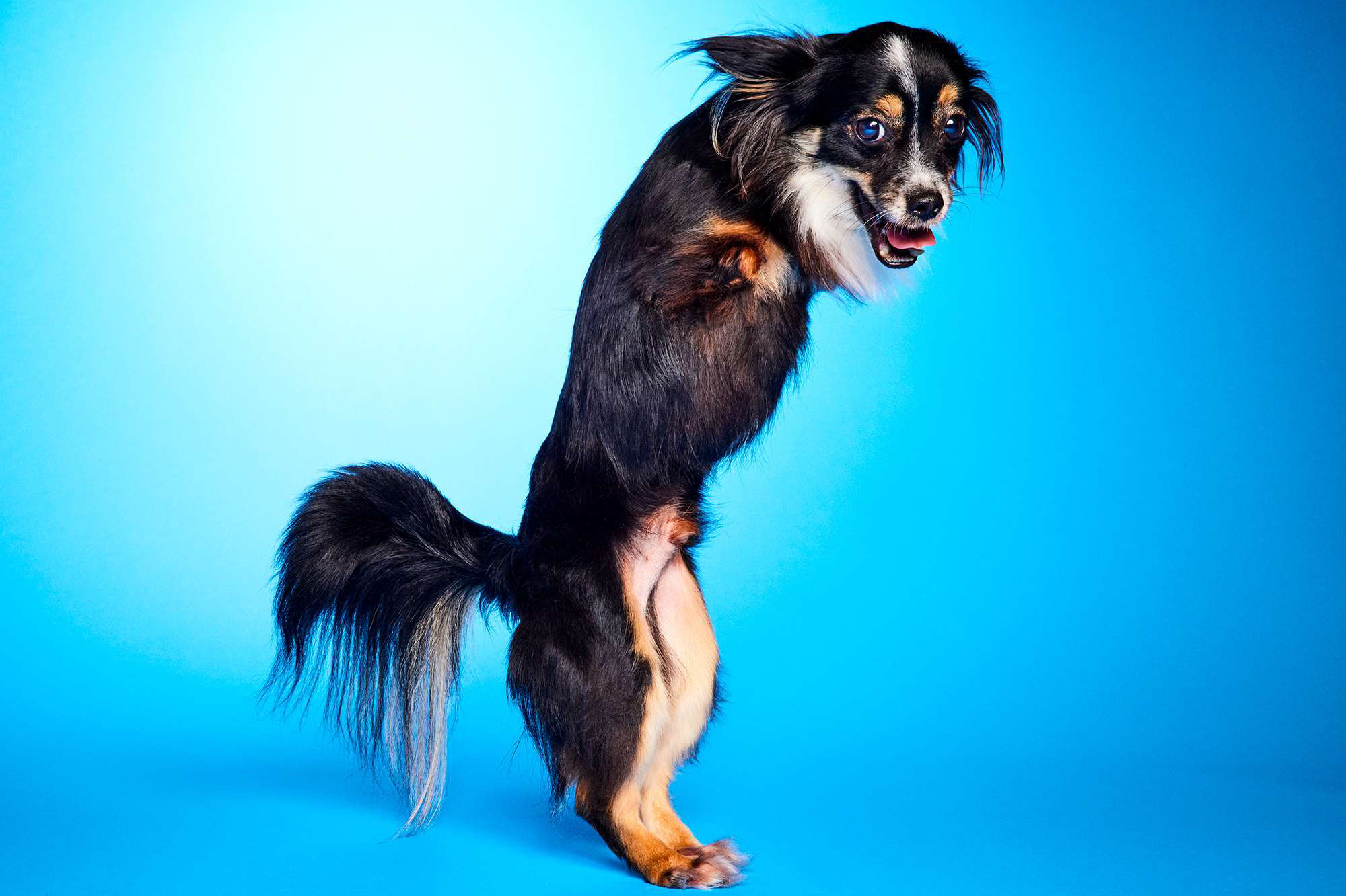 Meet the Dogs with Special Needs Competing in Puppy Bowl 2024 — the