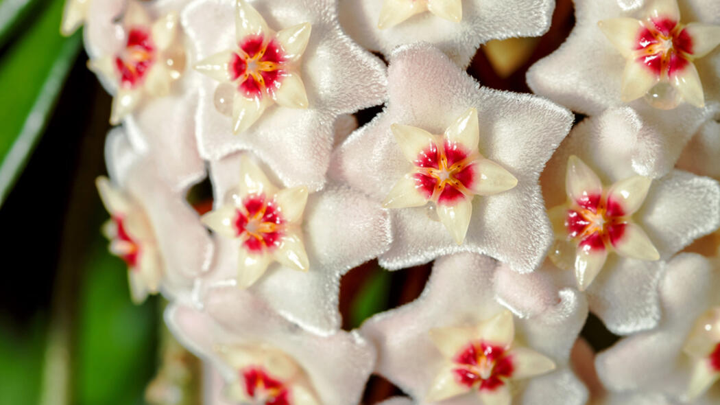 die 5 schönsten weiß blühenden zimmerpflanzen