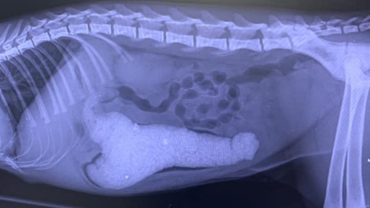 gato agresivo: cuando le muestran su radiografía, su dueña se muere de vergüenza