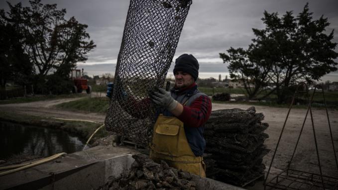 huîtres contaminées : des plaintes déposées dans les pays de la loire après les interdictions de commercialisation