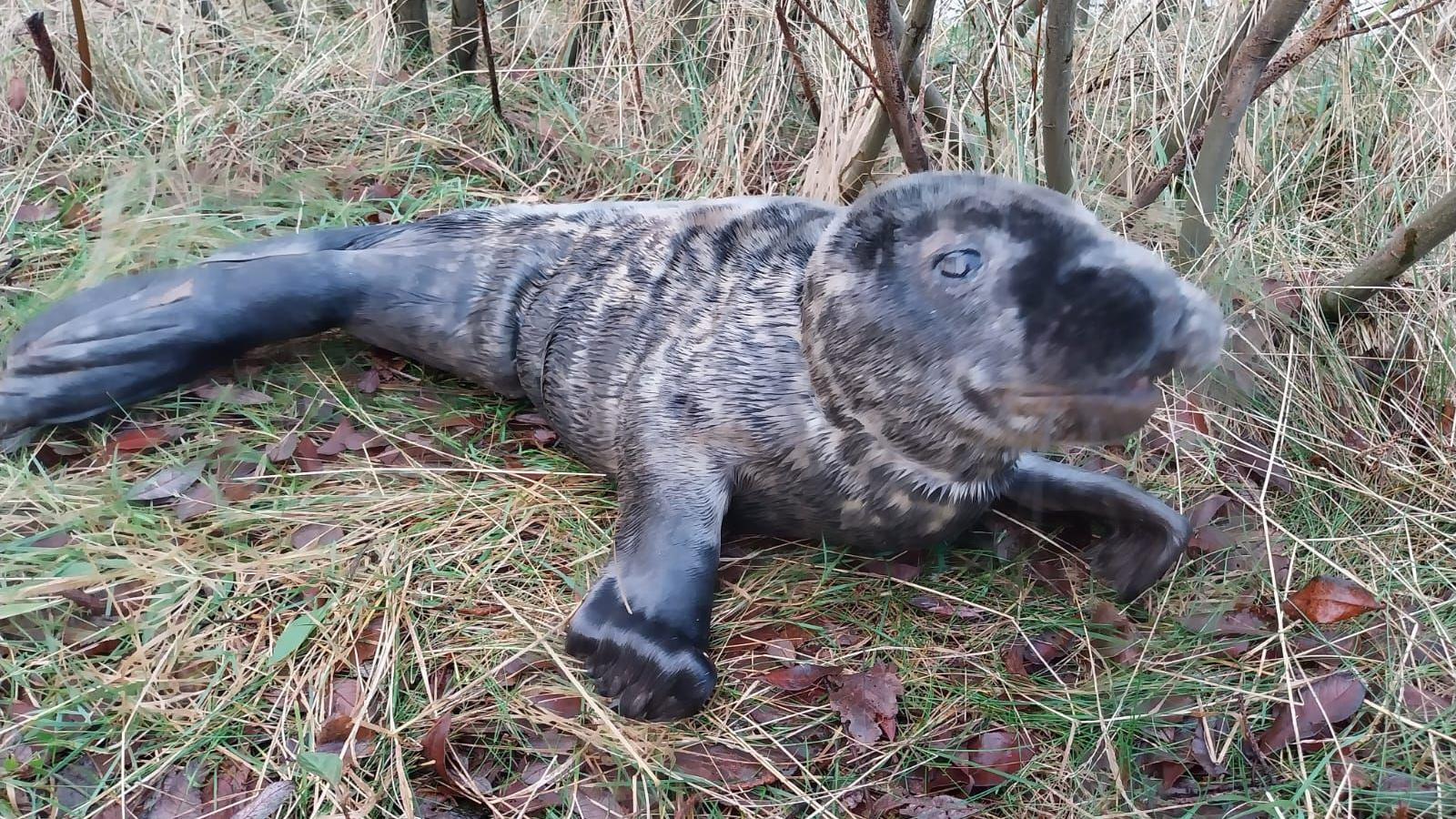 injured seal found under tree put down