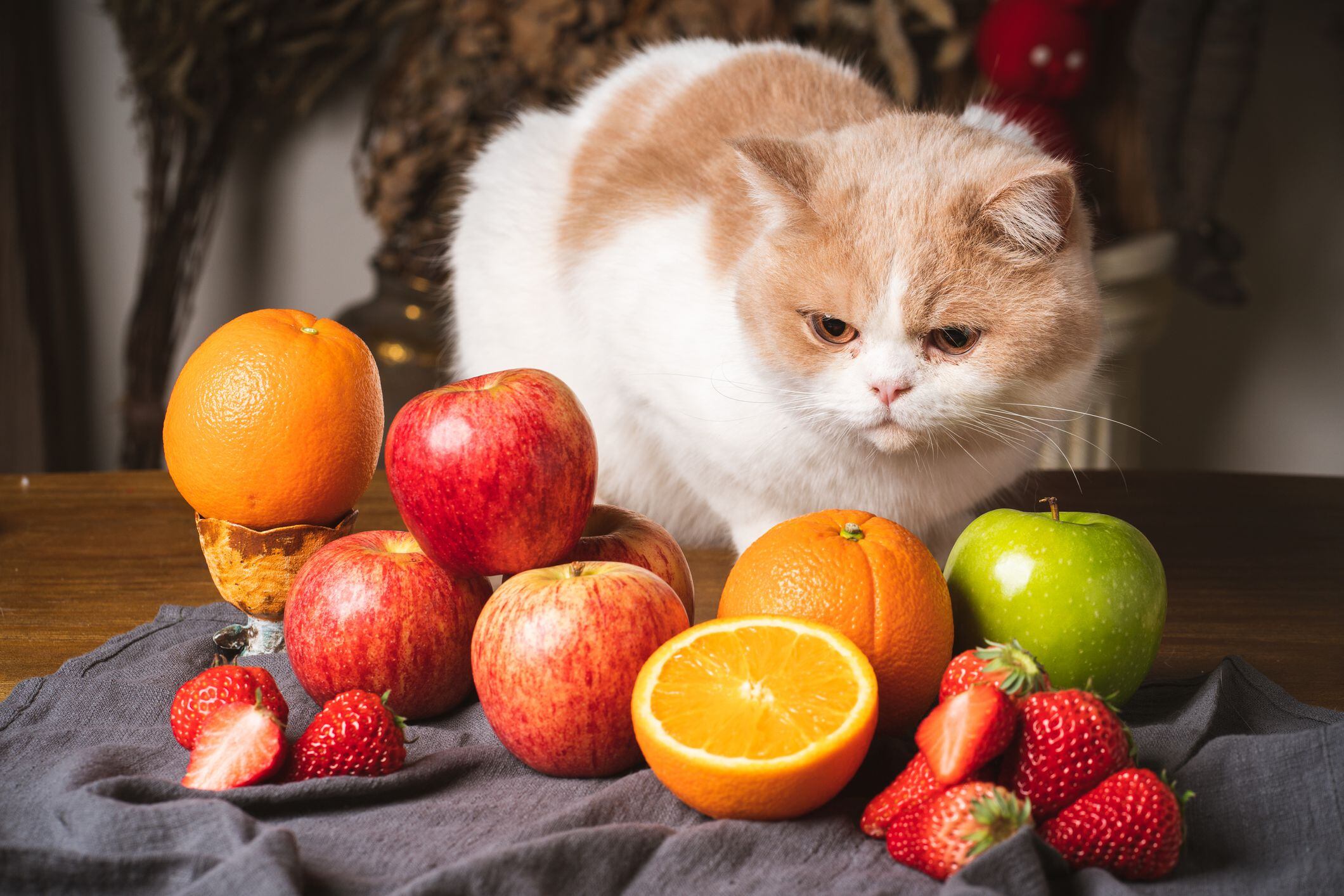 qué pasa si un gato come fruta: pros y contras