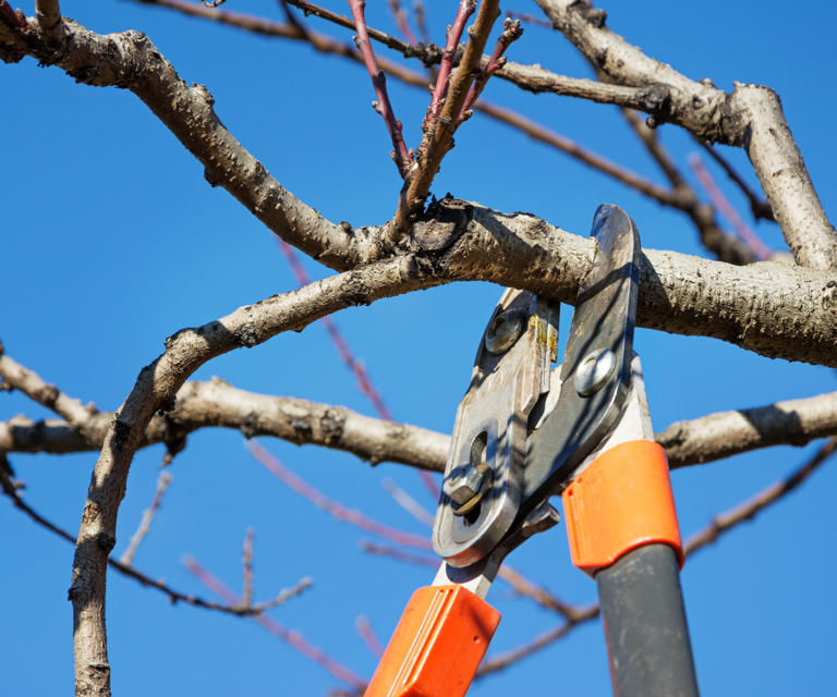 When to prune trees experts reveal the best timings, and also the worst