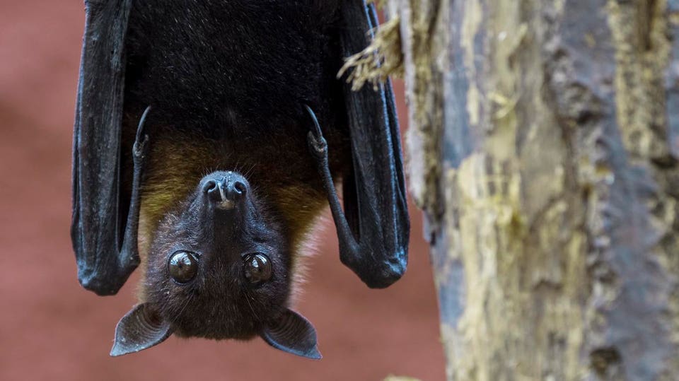 Scientists Launch First Human Vaccine Trials For Deadly Nipah Virus