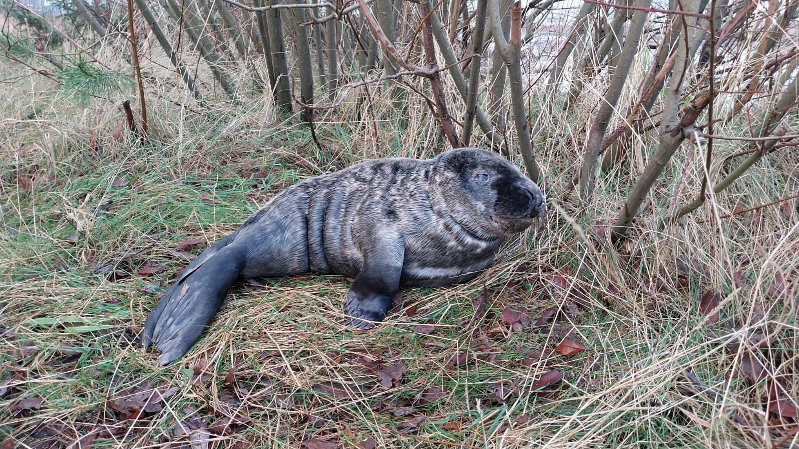injured seal found under tree put down
