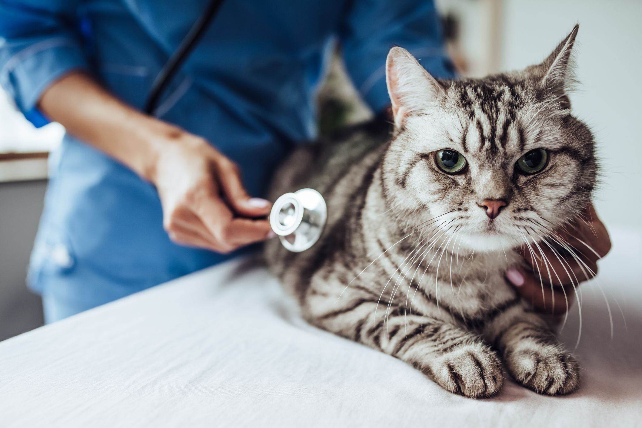 ¿cómo empieza la leucemia en los gatos y cuánto tiempo pueden vivir con la enfermedad?