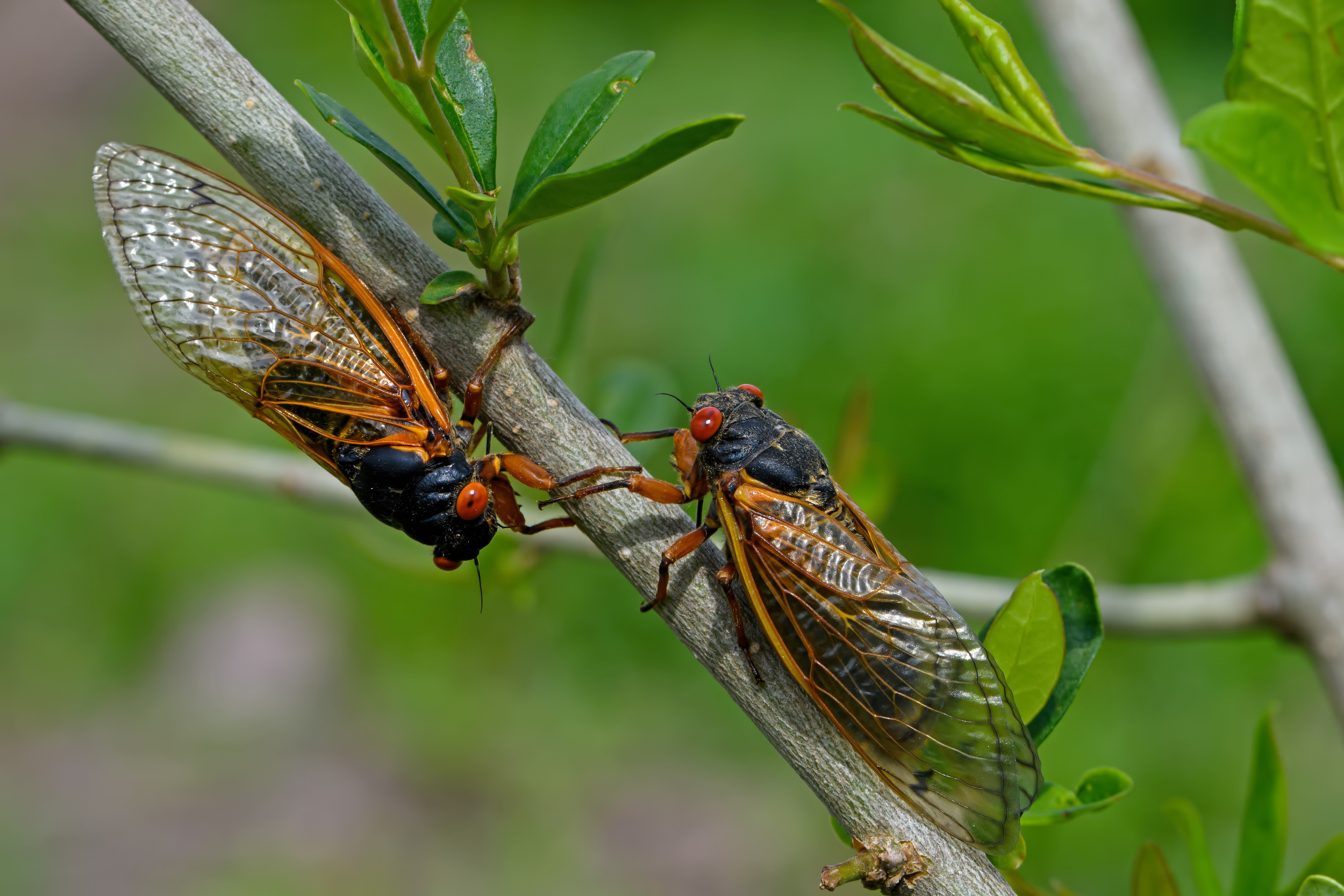 rare double cicada emergence not seen in 221 years