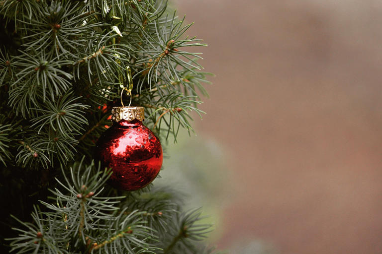 Jak vybrat živý stromeček a jak se o něj do Vánoc starat