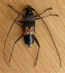 “taladrador de eucaliptos”: qué es y cómo reconocer al insecto considerado una plaga en chile