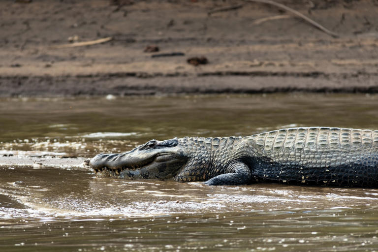 Exploring the Enchanting Amazon Rainforest in Peru